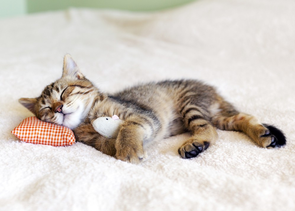 Small Kitty With Red Pillow and Mouse